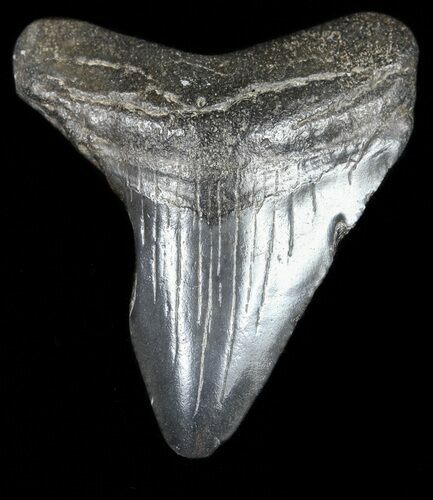 Juvenile Megalodon Tooth - South Carolina #54178